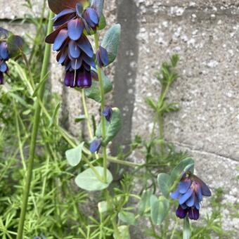 Cerinthe major 'Purpurascens'