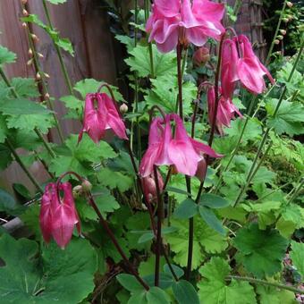 Aquilegia hybride