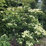 Cornus kousa 'Milky Way' - Japanse kornoelje