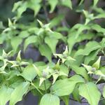 Cornus kousa 'Venus'  - Japanse kornoelje