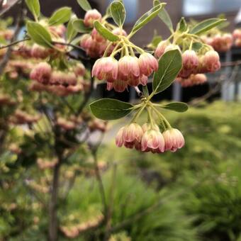 Enkianthus campanulatus