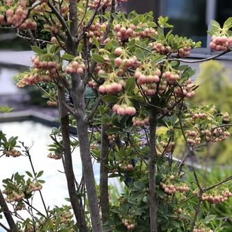 Enkianthus campanulatus