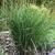 Miscanthus sinensis 'Gracillimus'