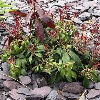 Pieris japonica 'Katsura'