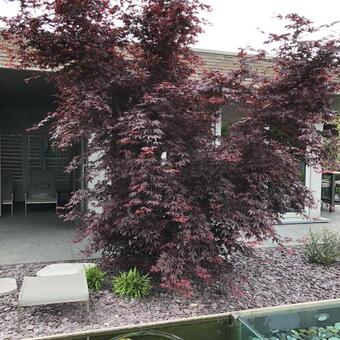 Acer palmatum 'Bloodgood'