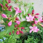 Weigela 'Rosea' - Weigelia - Weigela 'Rosea'