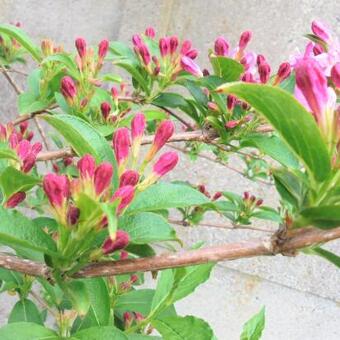 Weigela 'Rosea'