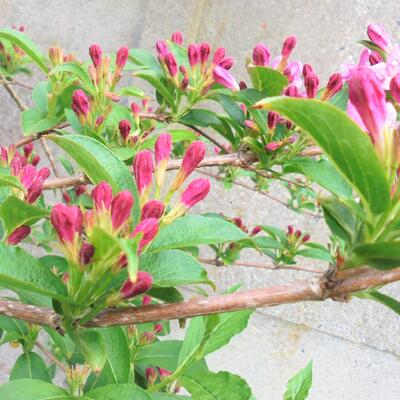 Weigelia - Weigela 'Rosea'