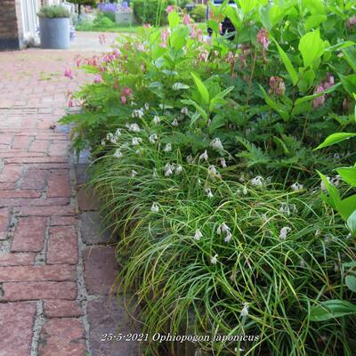 Slangebaard / Japans slangengras - Ophiopogon japonicus