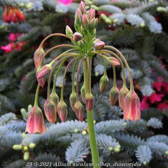 Allium siculum subsp. dioscoridis