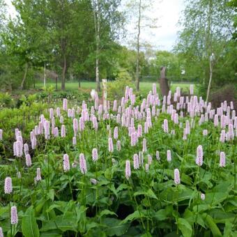 Persicaria affinis 'Superba'