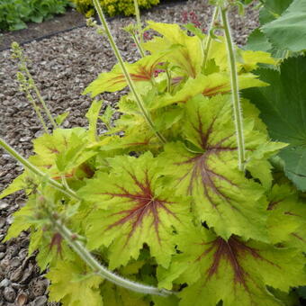 Heuchera 'Pear CRISP'