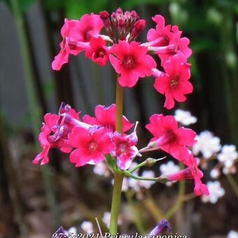 Primula japonica