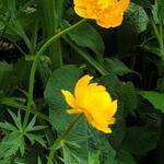 Trollius 'Etna' - Globebloem