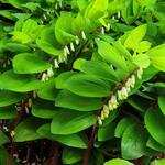 Polygonatum Odoratum 'Red Stem' - Welriekende salomonszegel