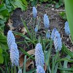 Muscari neglectum 'Baby's Breath' - Druifhyacint, Blauwe druifje