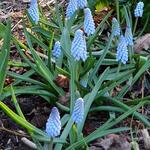 Muscari neglectum 'Baby's Breath' - Druifhyacint, Blauwe druifje