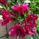 Alstroemeria 'Mantra' - Incalelie