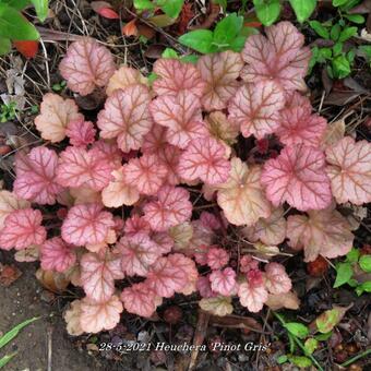 Heuchera 'Pinot Gris'