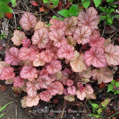 Purperklokje - Heuchera 'Pinot Gris'