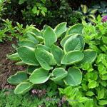 Hosta 'Parasol' - Hartlelie/Funkia