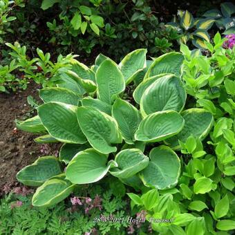 Hosta 'Parasol'