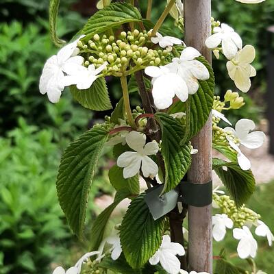 Japanse sneeuwbal - Viburnum plicatum 'Kilimandjaro'