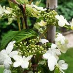 Viburnum plicatum 'Kilimandjaro' - Japanse sneeuwbal - Viburnum plicatum 'Kilimandjaro'