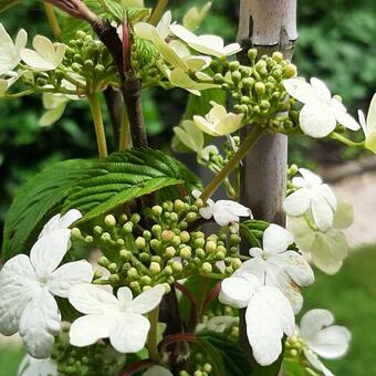 Viburnum plicatum 'Kilimandjaro'