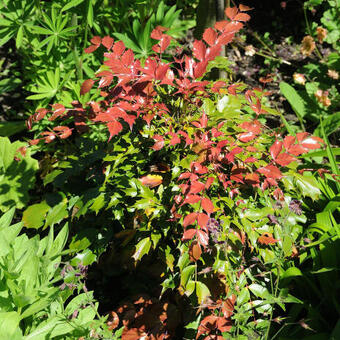 Mahonia nitens 'Cabaret'