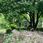 Deutzia x rosea 'Campanulata' - Bruidsbloem