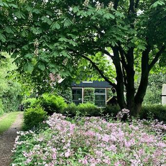 Deutzia x rosea 'Campanulata'