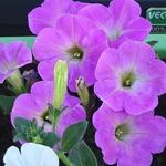 Petunia 'SANGUNA Rose Vein' - Petunia, hangpetunia