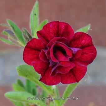 Calibrachoa 'Double Red'