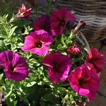 X Petchoa BEAUTICAL 'Bordeaux' - Hangpetunia