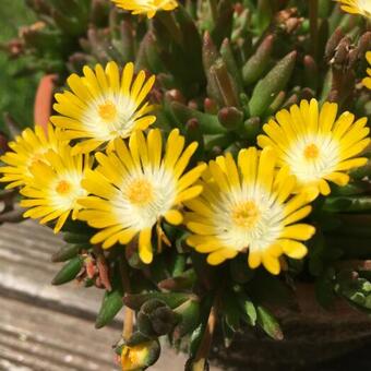 Delosperma cooperi 'JEWEL OF DESERT Peridot'