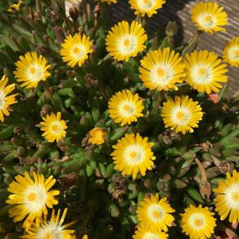 Delosperma cooperi 'JEWEL OF DESERT Peridot'