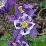 Aquilegia caerulea 'SPRING MAGIC Blue & White' - Akelei