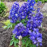 Delphinium 'GUARDIAN Blue' - Ridderspoor