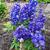 Delphinium 'GUARDIAN Blue'