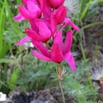 Ixia 'Mabel' - Afrikaanse korenlelies