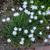 Dianthus plumarius