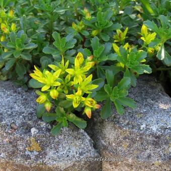 Sedum selskianum