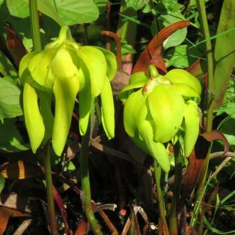 Sarracenia flava