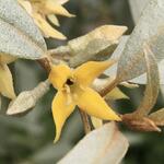 Elaeagnus 'Quicksilver' - Olijfwilg, Zilverolijfwilg