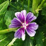 Malva sylvestris 'Blue Fountain' - Grote kaasjeskruid