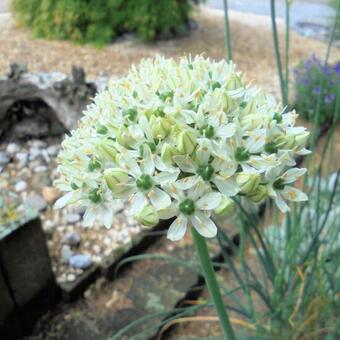 Allium nigrum