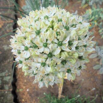 Allium nigrum