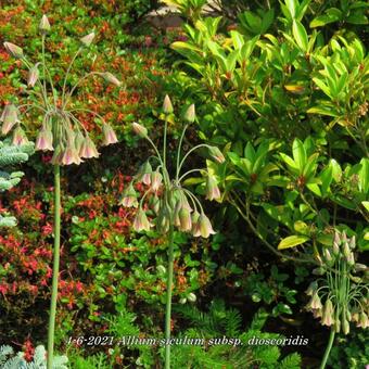 Allium siculum subsp. dioscoridis