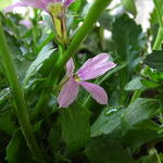 Scaevola MIXMASTERS 'Fancy Rose' - Waaierbloem